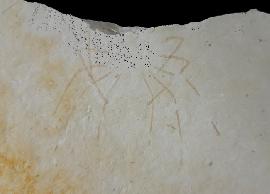 Phalangites priscus POLZ 1987 - Bild © FossNet FossilienStore